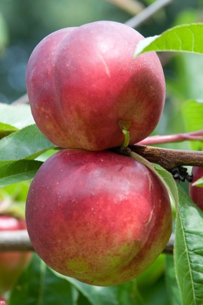 Нектарин колоновидний ‘Роман’|Prunus persica var. nucipersica ‘Roman’|Нектарин колоновидный ‘Роман’